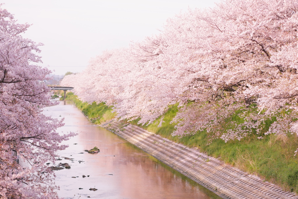 今年もみれた、来年はもっと！