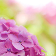 うちの紫陽花