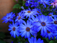 深海の花