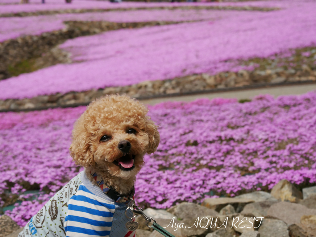 お出かけ 花のじゅうたん⑵