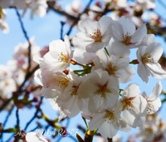 花びらの中の陽光