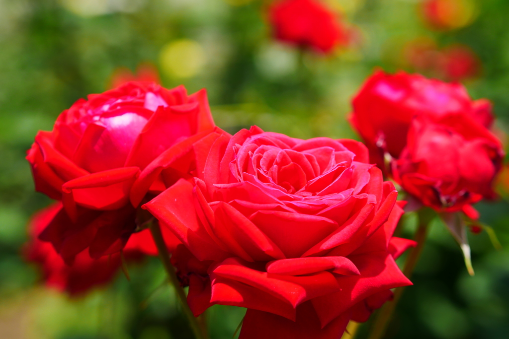 ばら バラ 薔薇