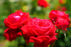 ばら バラ 薔薇