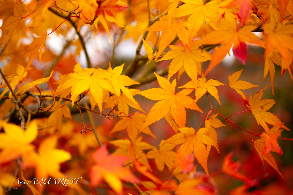 紅葉（いつもの公園）