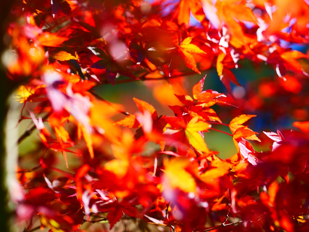 紅葉