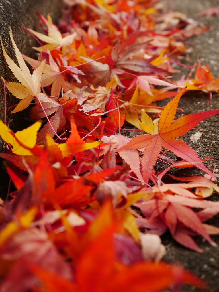 晩秋の紅