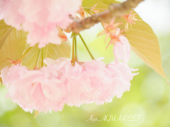八重桜2018
