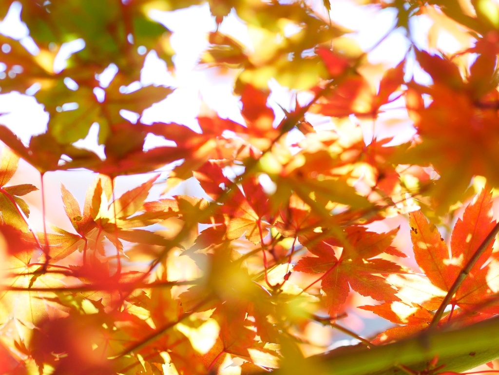 紅葉