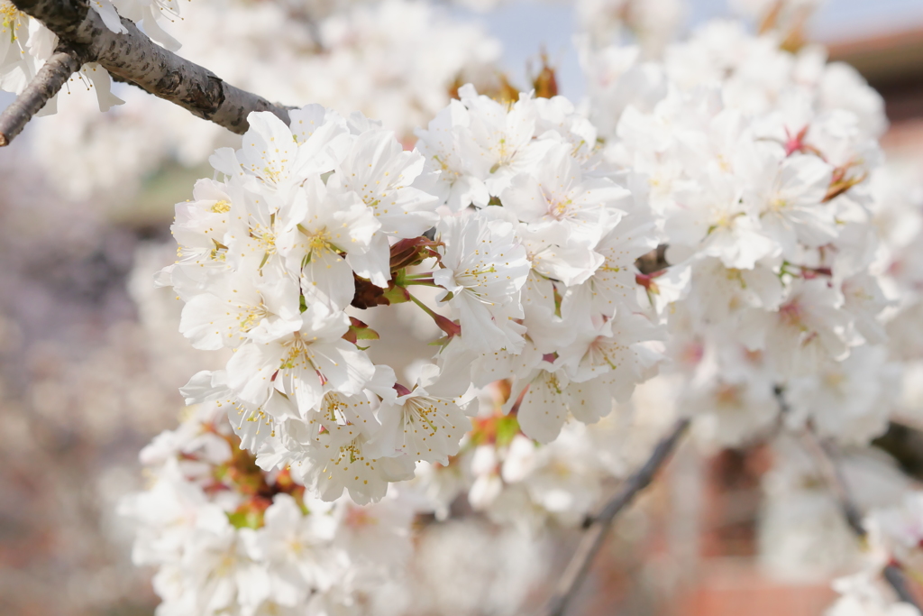 桜いっぱい