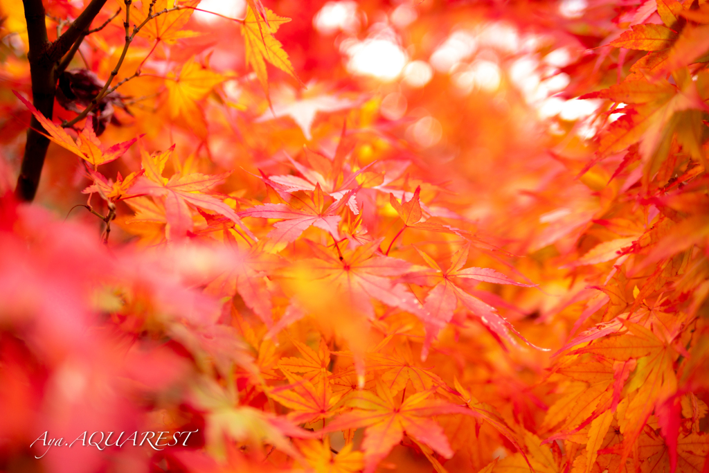 紅葉ももうすぐおわり