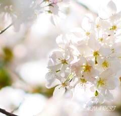 桜の余韻