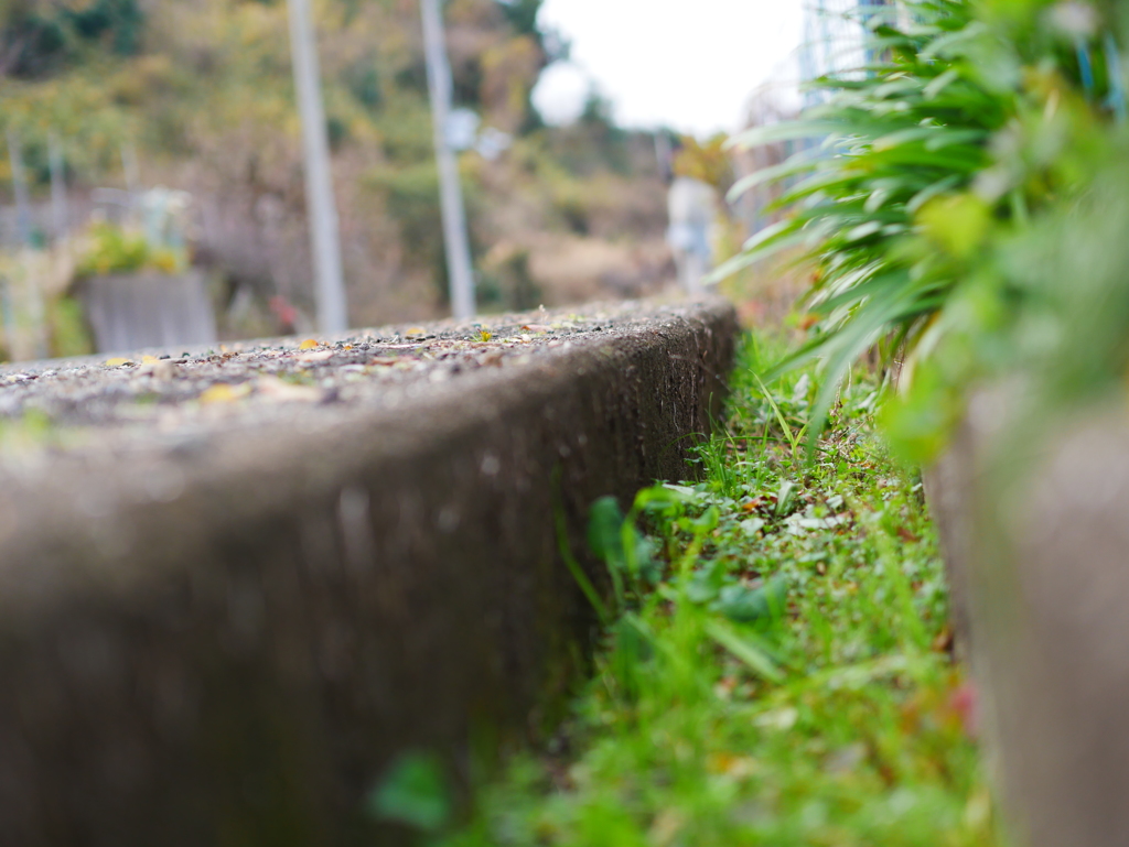 大晦日の散歩道3