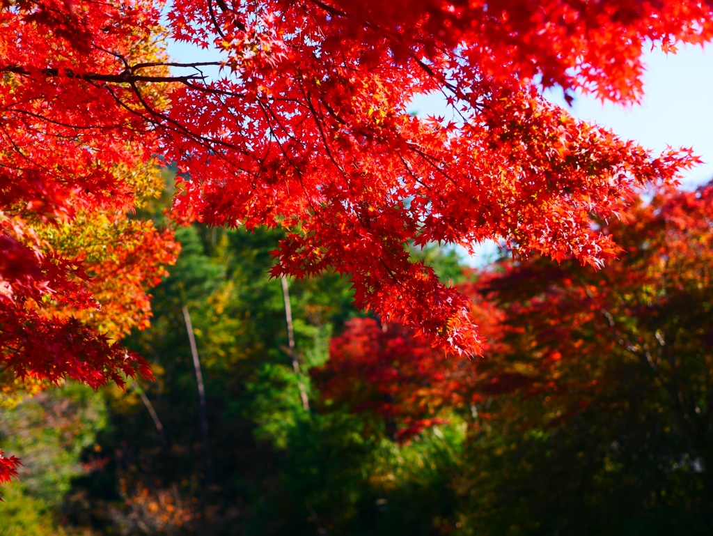 紅葉