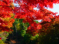 紅葉