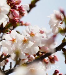 桜と陽光