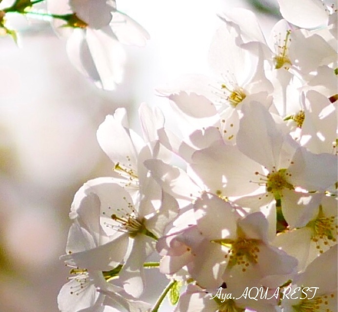 桜の余韻２