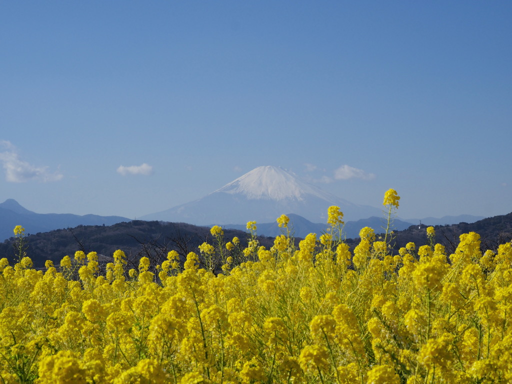 菜の花と富士