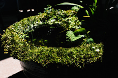 睡蓮鉢にウィローモスが水上葉化した状態。若干、キューバパールグラスも水上越冬。