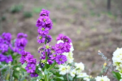 紫の花