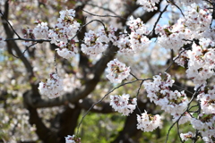 桜2019
