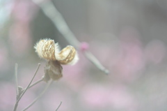 IMG_6319芙蓉