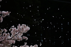 9A37FE03-C623-447E-A9C4-59DD85CE323D桜吹雪