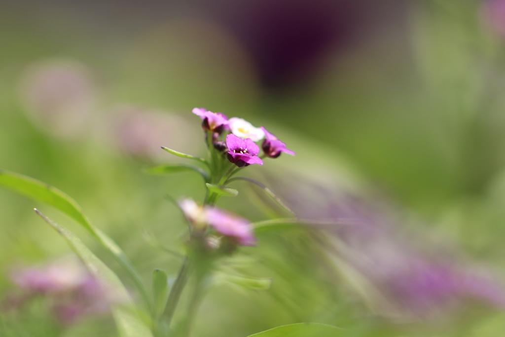 植物園にて　5