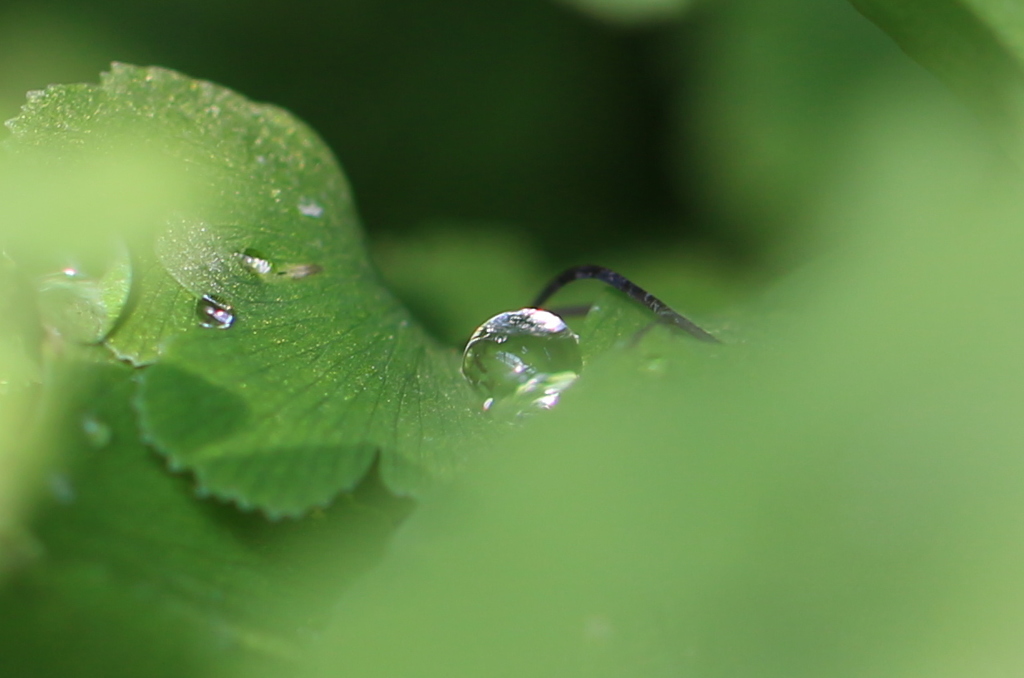 植物園にて　4