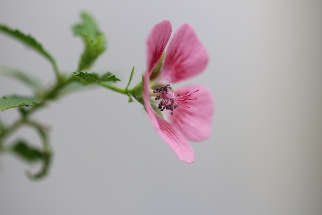 植物園にて