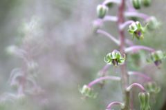 植物園にて　続きの続き