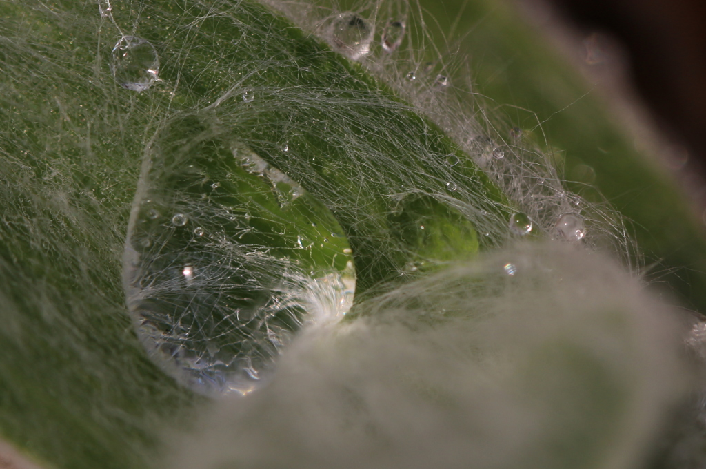 植物園にて　6