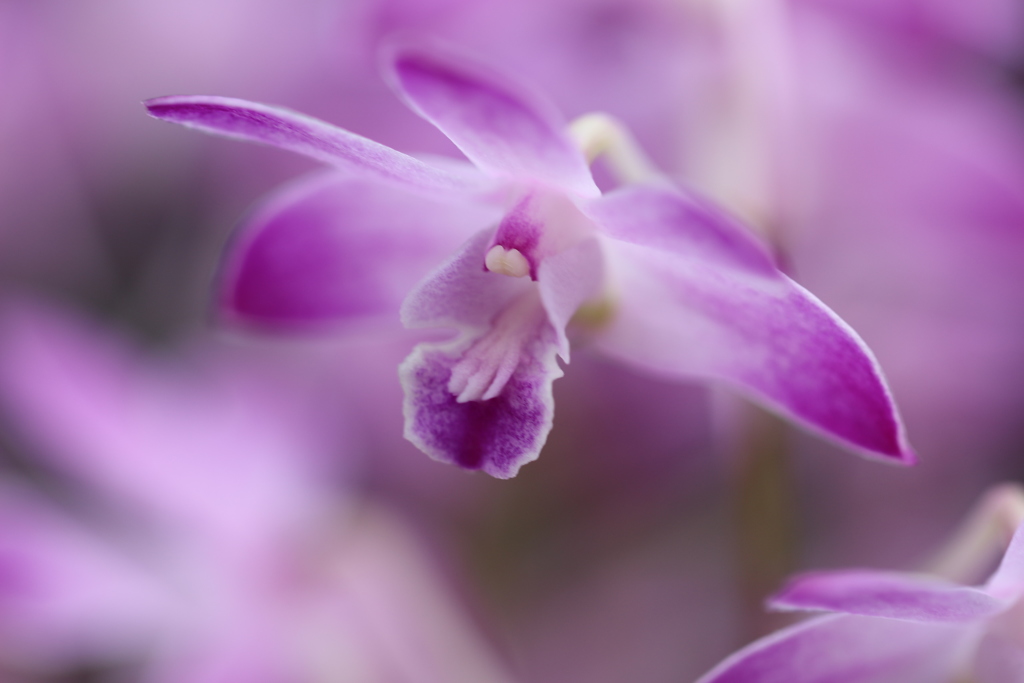 花・群舞