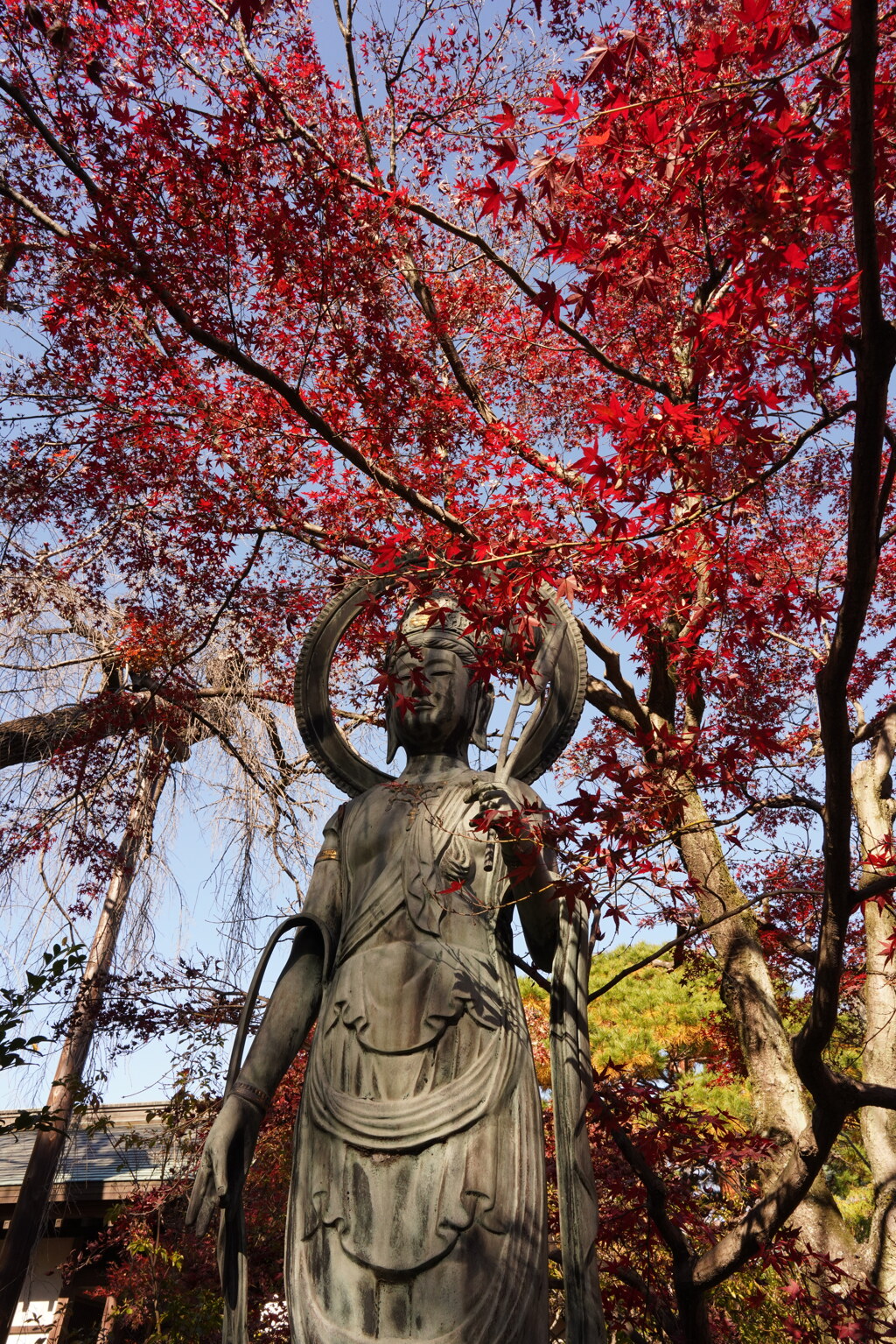 大人の遠足（川越　中院の紅葉）