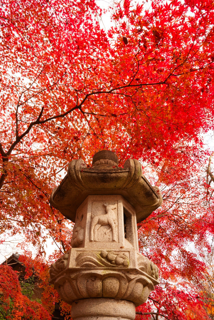 最勝寺　紅葉