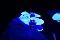 DSC03268