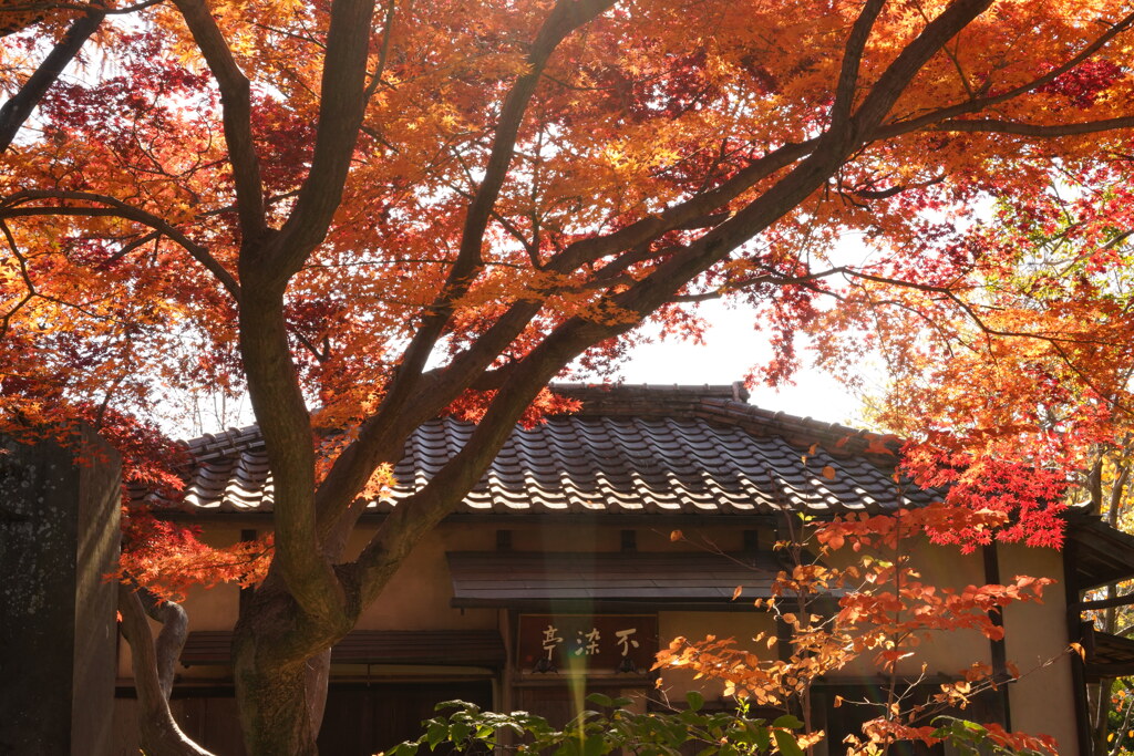 大人の遠足（川越　中院の紅葉）