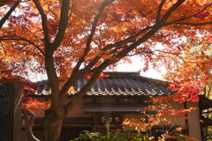 大人の遠足（川越　中院の紅葉）