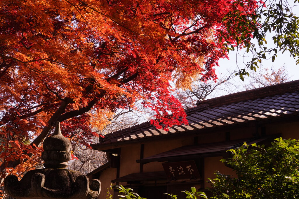 大人の遠足（川越　中院の紅葉）