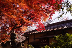 大人の遠足（川越　中院の紅葉）