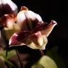 DSC03278