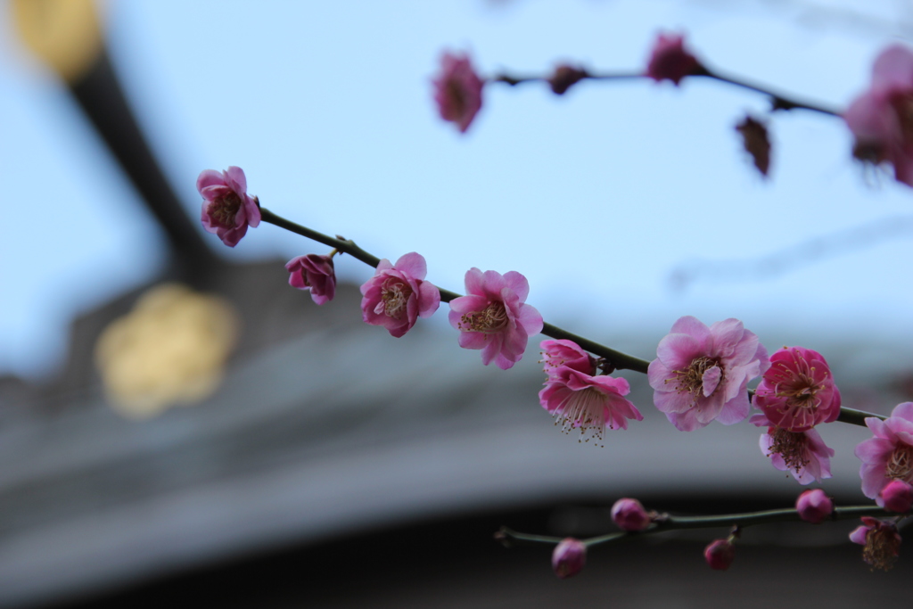 梅／北野神社