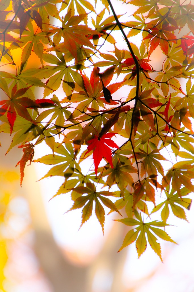 2016年の紅葉。