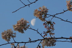 桜と残月