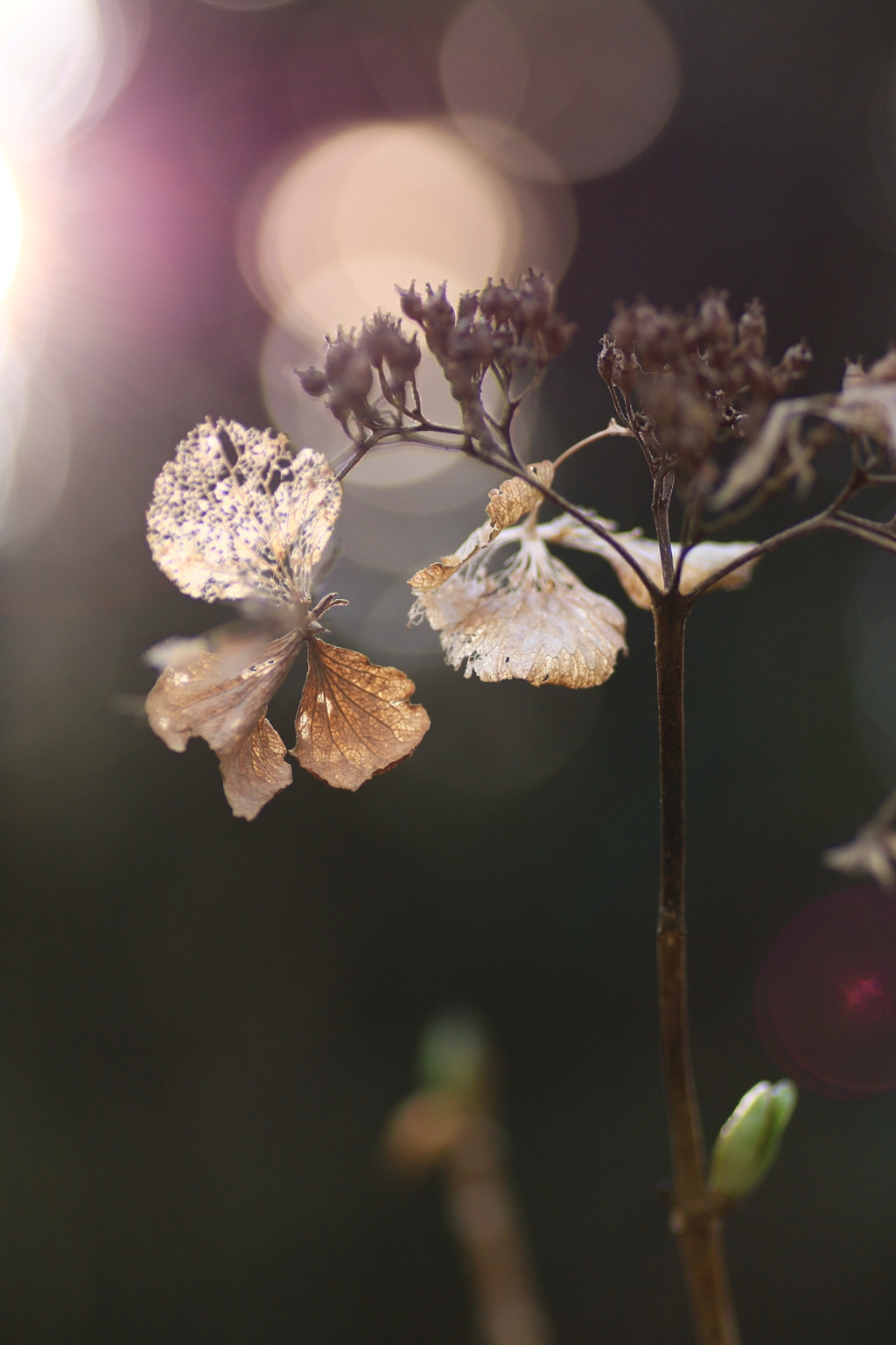 レース模様の紫陽花
