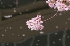 神田川の春3