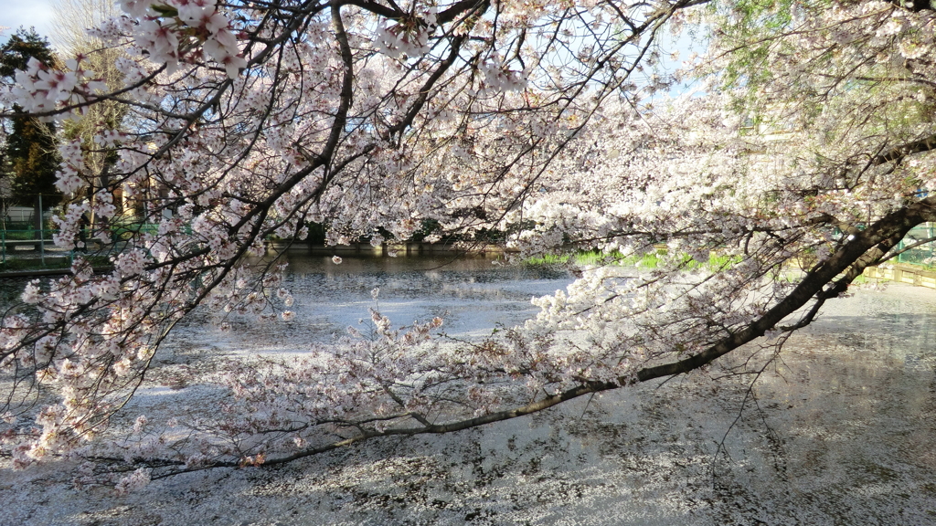 埼玉県所沢市山口