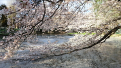 埼玉県所沢市山口