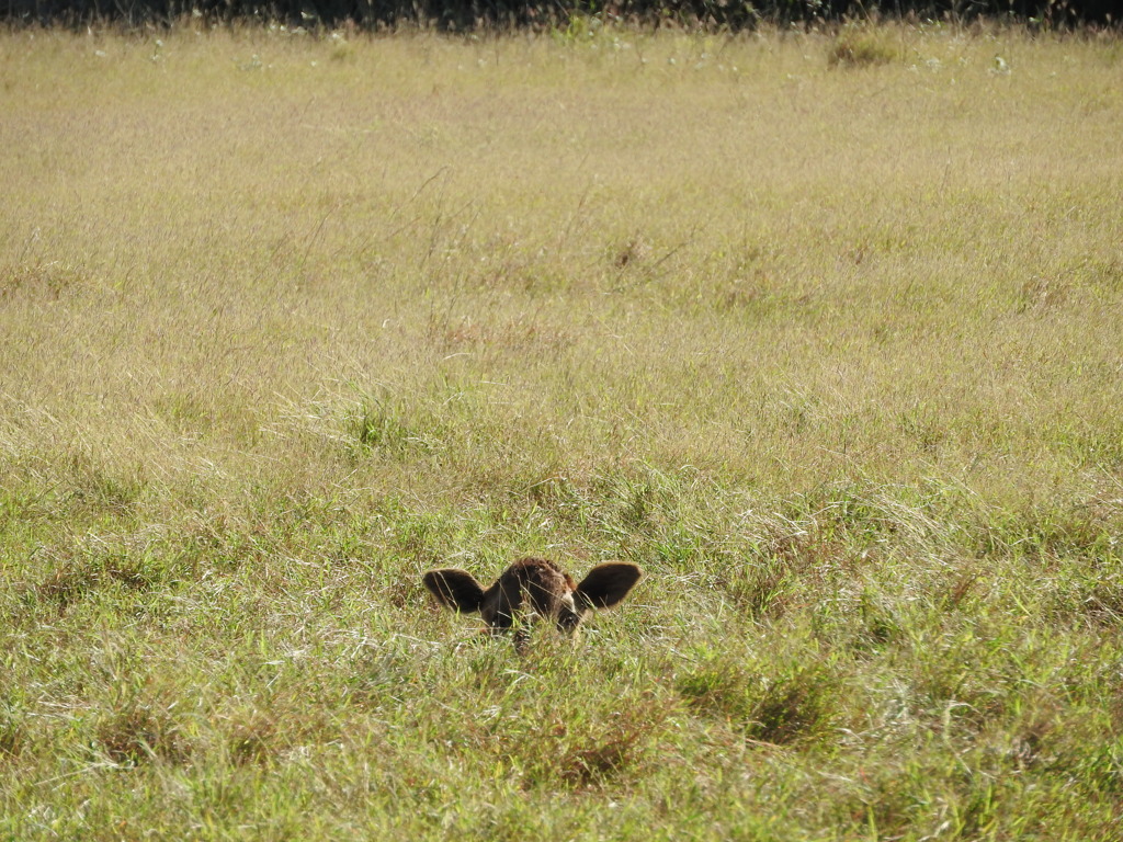 沖縄県八重山郡竹富町波照間