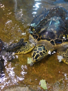 鹿児島県奄美市