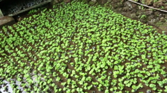 静岡県伊豆市湯ケ島